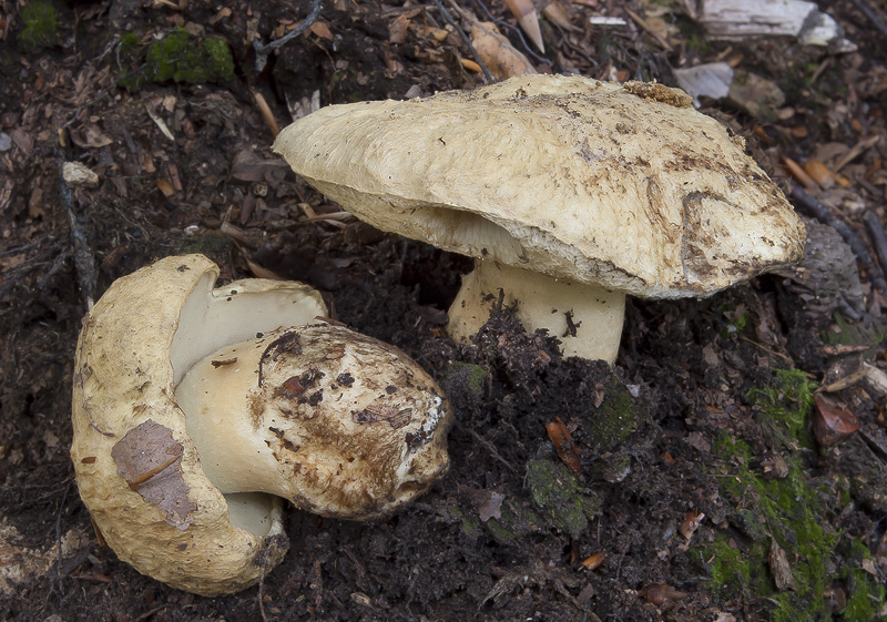 Gyroporus cyanescens